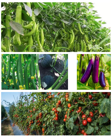 果菜类